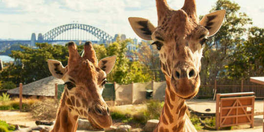 Taronga Zoo