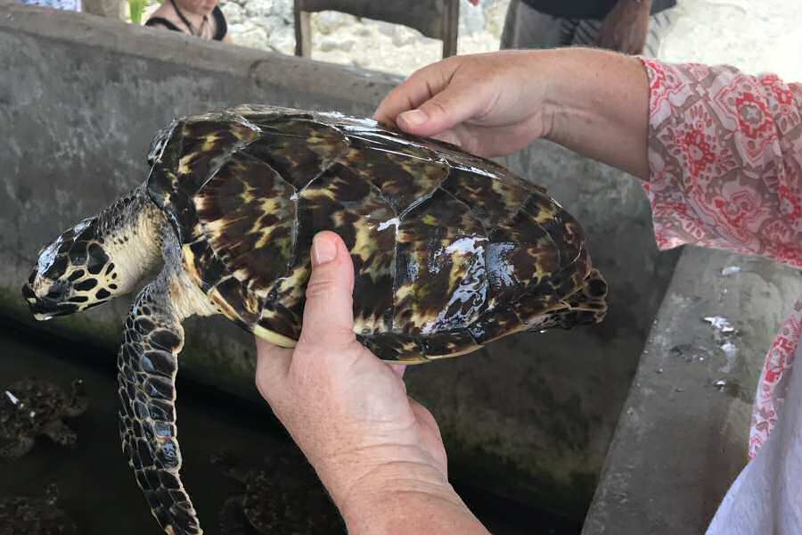 Turtle Cove, Vanuatu