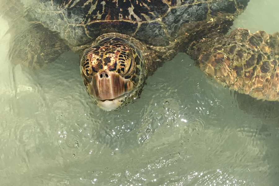 Turtle Cove, Vanuatu