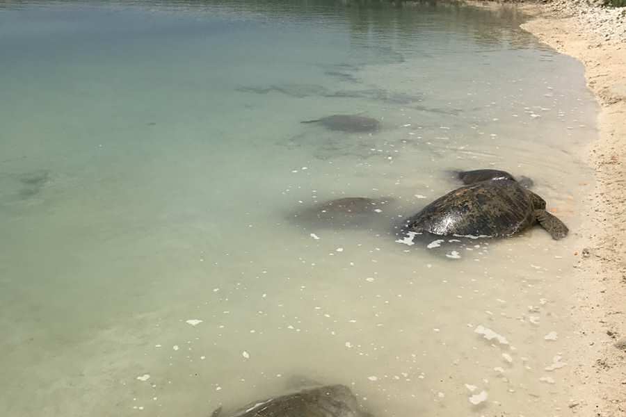 Turtle Cove, Vanuatu